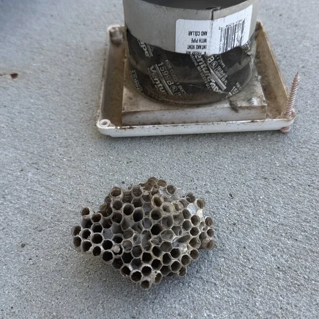 Wasp nest removed from a bathroom soffit vent in Reedy Fork Ranch
