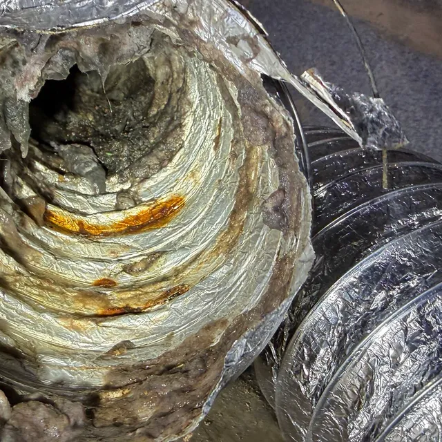Wet soggy lint inside foil flex pulled from a New Irving Park crawlspace