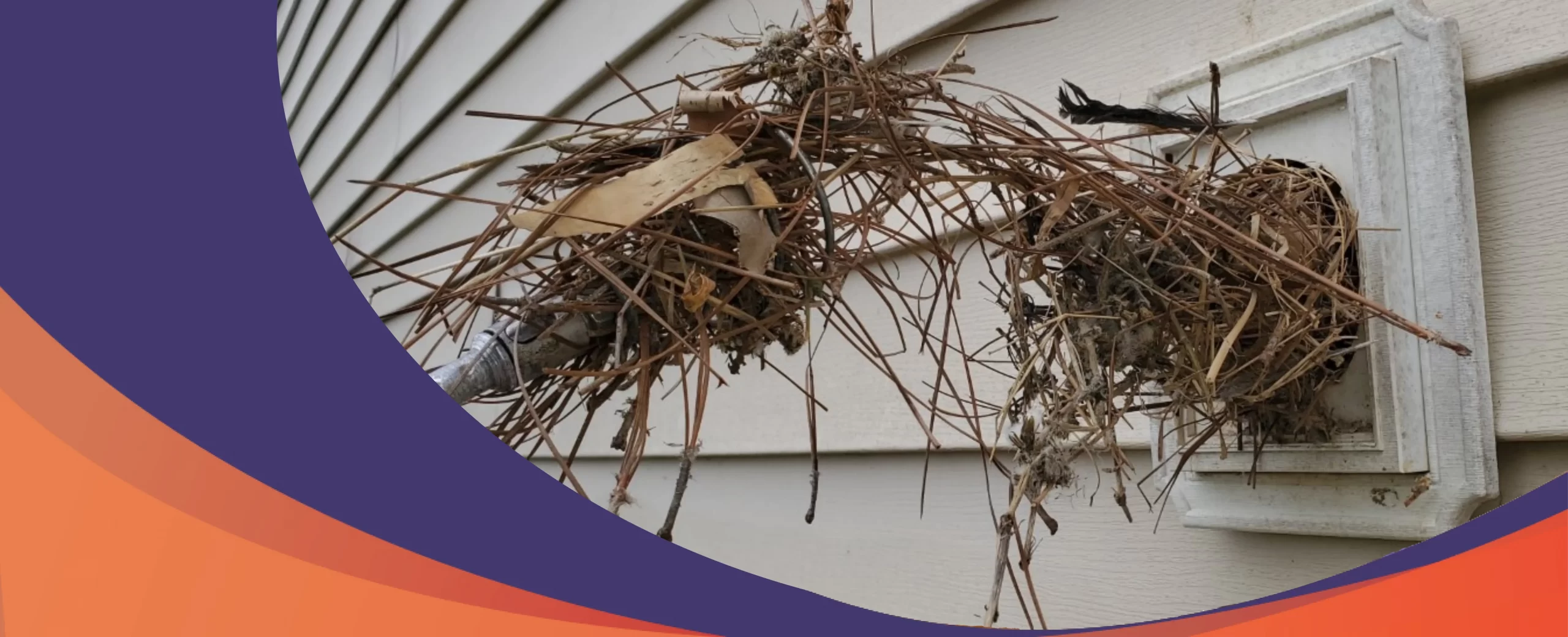 Vent Busters: Bathroom Bird Nest Removal