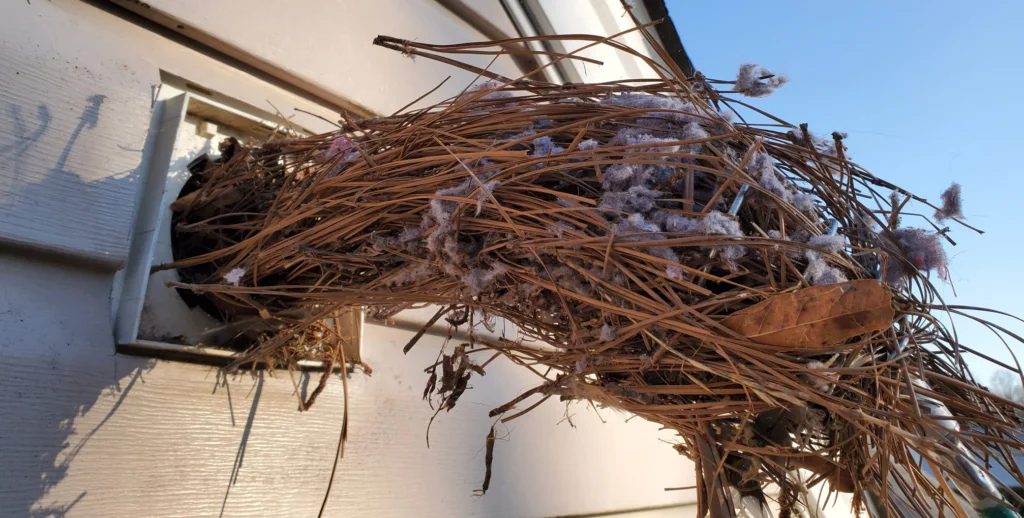 bird nest removal