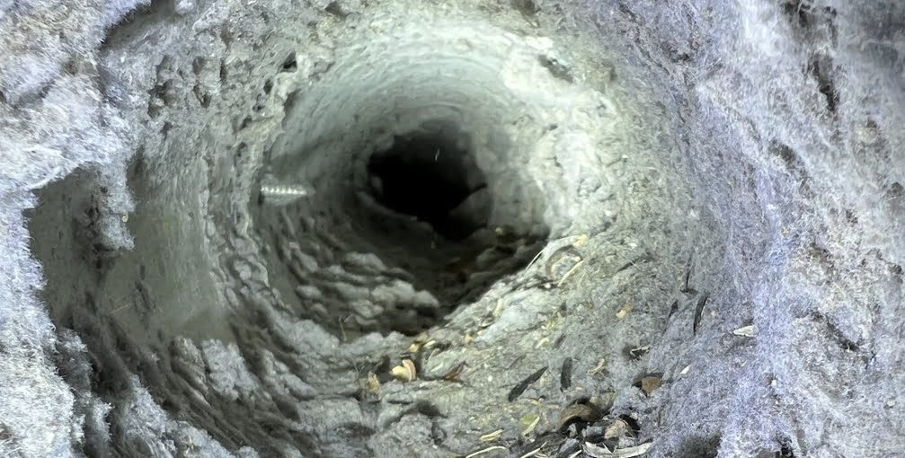 Greensboro dryer vent cleaning