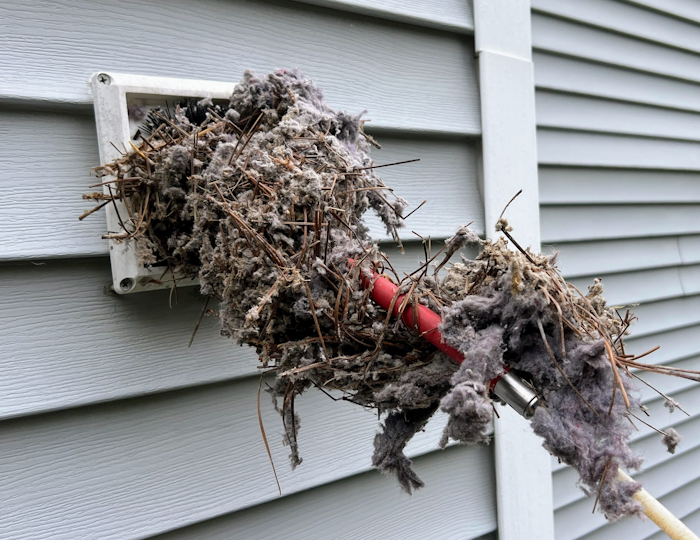 bathroom vent bird nest removal