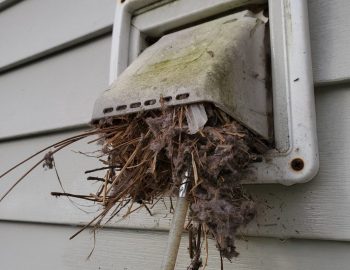 Schedule Online - Bathroom Bird Nest Removal