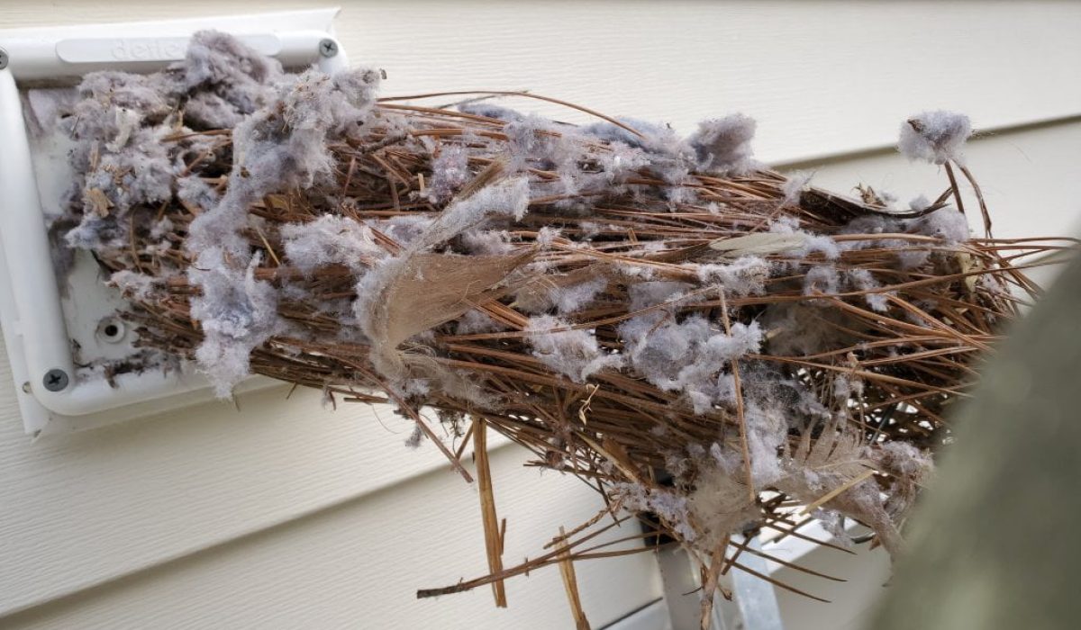 bird nest removal dryer vent